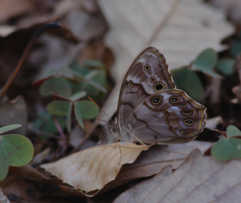 Southern Pearly-Eye